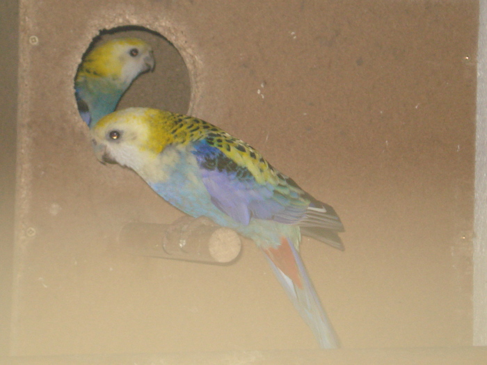 PERECHE ROSELLA ALBASTRA - ROSELLA ALBASTRA