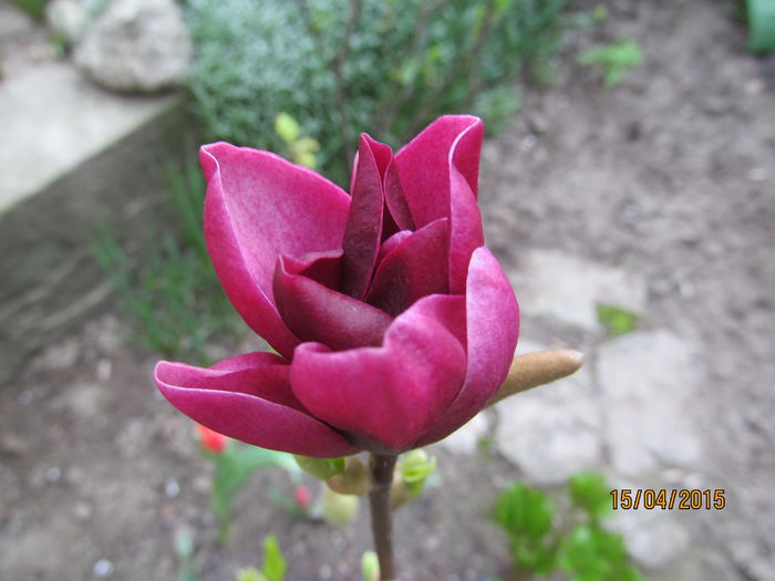 magnolia Genie!-prima inflorire. - Flori gradina 2015 si alte flori