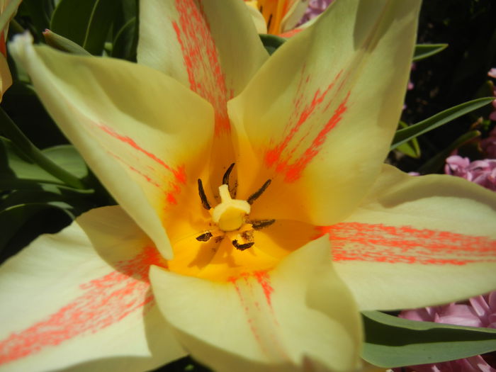 Tulipa Quebec (2015, April 11) - Tulipa Quebec