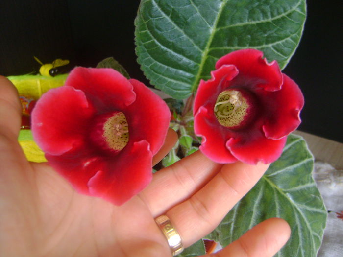 DSC07376 - GLOXINIA