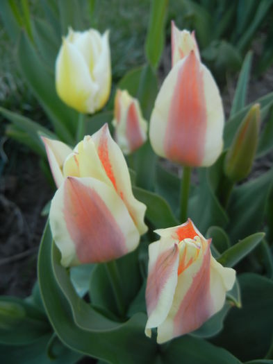 Tulipa Quebec (2015, April 11) - Tulipa Quebec