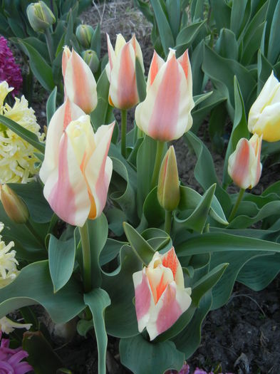 Tulipa Quebec (2015, April 11)