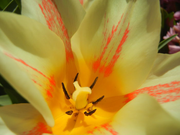 Tulipa Quebec (2015, April 11) - Tulipa Quebec