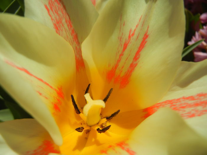 Tulipa Quebec (2015, April 11)