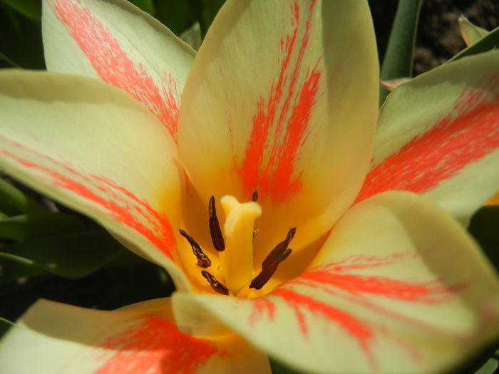 Tulipa Quebec (2015, April 11) - Tulipa Quebec