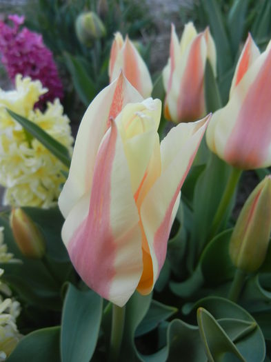 Tulipa Quebec (2015, April 11)