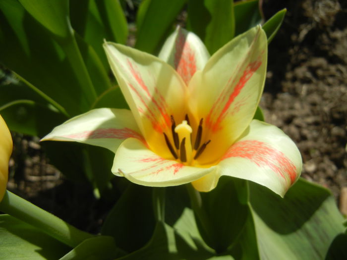 Tulipa Quebec (2015, April 11) - Tulipa Quebec