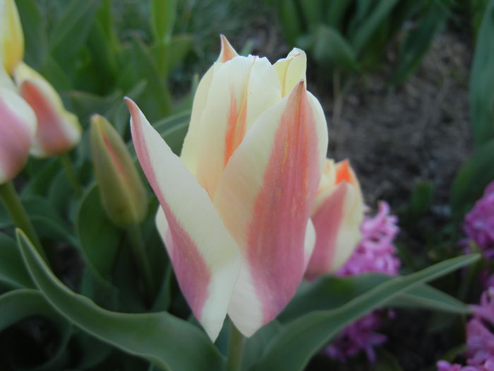 Tulipa Quebec (2015, April 11)