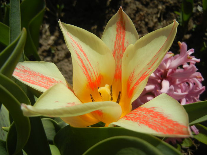 Tulipa Quebec (2015, April 11) - Tulipa Quebec