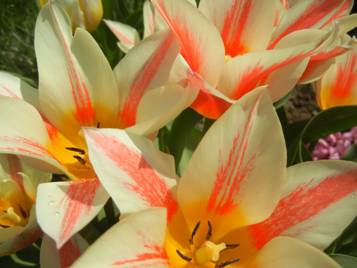 Tulipa Quebec (2015, April 13) - Tulipa Quebec
