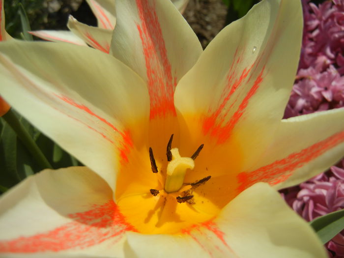 Tulipa Quebec (2015, April 13)