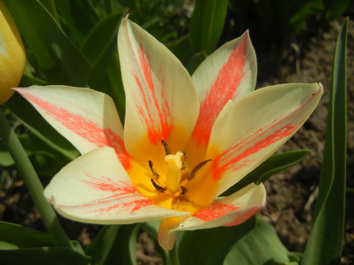 Tulipa Quebec (2015, April 13)