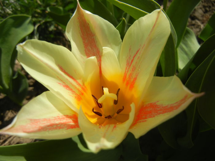 Tulipa Quebec (2015, April 13) - Tulipa Quebec
