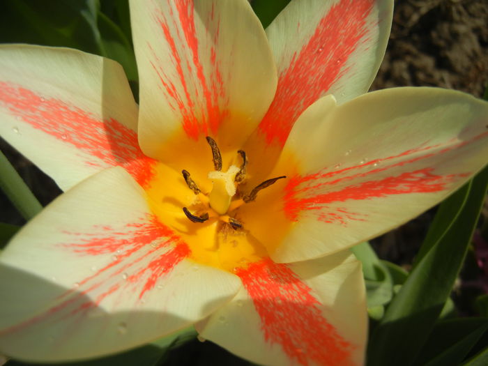 Tulipa Quebec (2015, April 13)