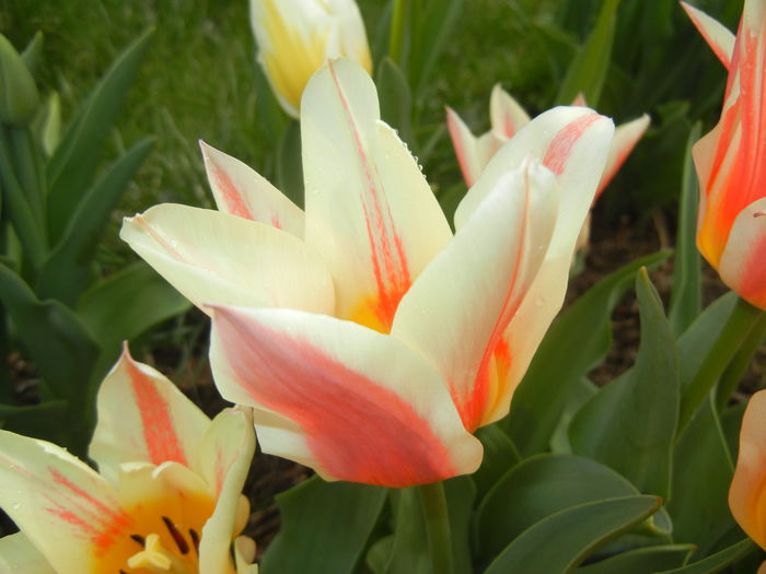 Tulipa Quebec (2015, April 14) - Tulipa Quebec