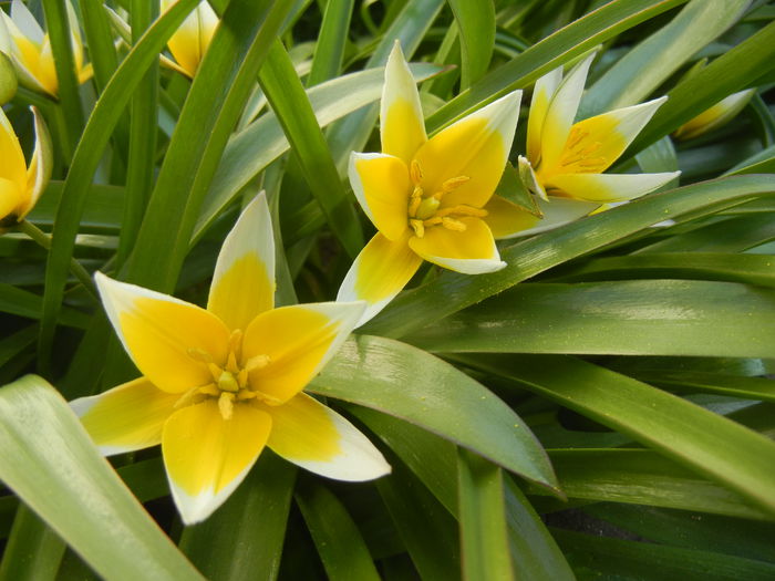 Tulipa Tarda (2015, April 11)