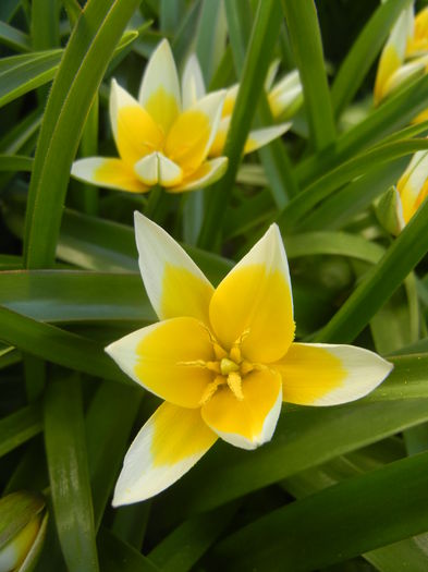 Tulipa Tarda (2015, April 11)