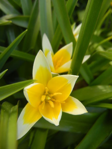 Tulipa Tarda (2015, April 11)