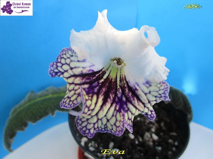 Eva (16-04-2015) - Streptocarpusi 2015