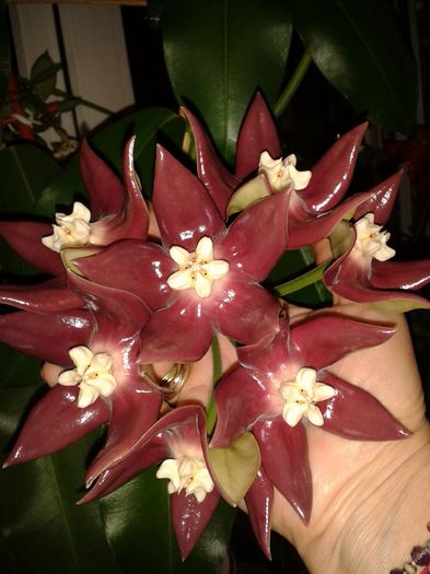 Hoya imperialis