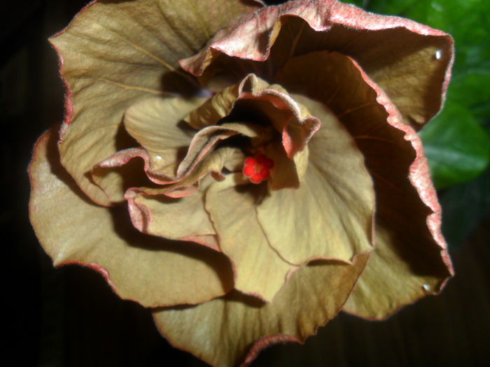 SAM_4170 - hibiscusi2015-1