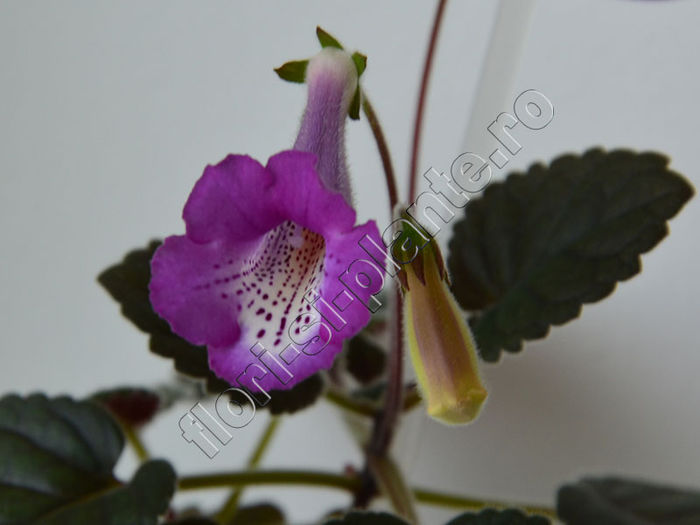 Sinningia Electric Lila - GLOXINIA _ SINNINGIA 2