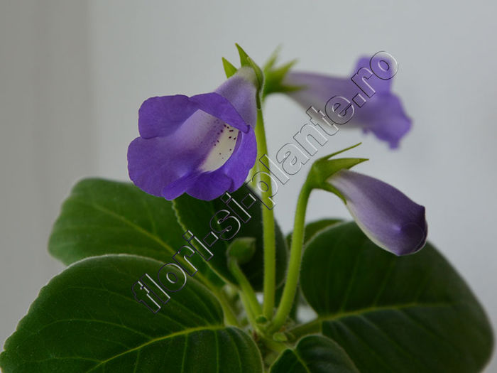 Sinningia Baby Blues - GLOXINIA _ SINNINGIA 2