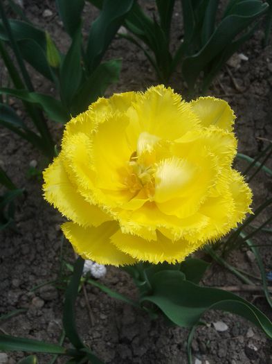 20150416_121208 - Gradina