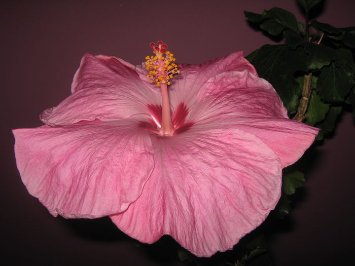 Picture My plants 2845 - HIBISCUS ALICE WOLFE
