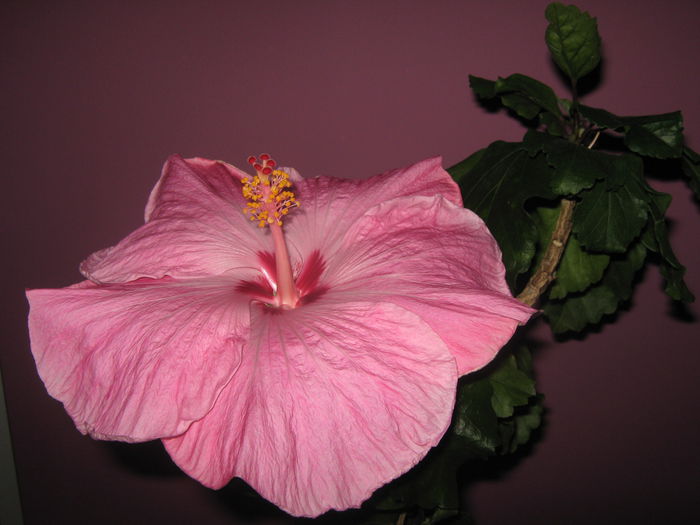 Picture My plants 2847 - HIBISCUS ALICE WOLFE