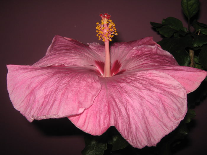 Picture My plants 2849 - HIBISCUS ALICE WOLFE