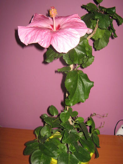 Picture My plants 2852 - HIBISCUS ALICE WOLFE