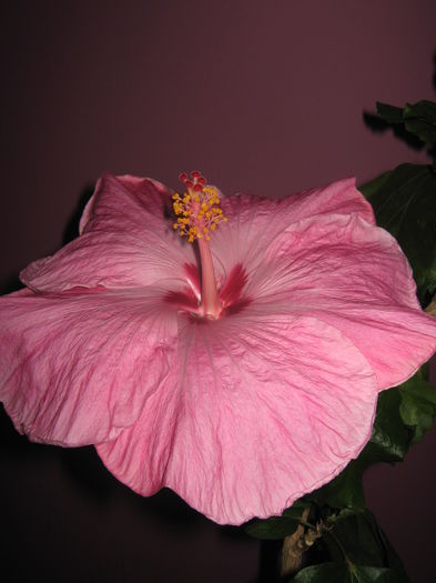 Picture My plants 2853 - HIBISCUS ALICE WOLFE