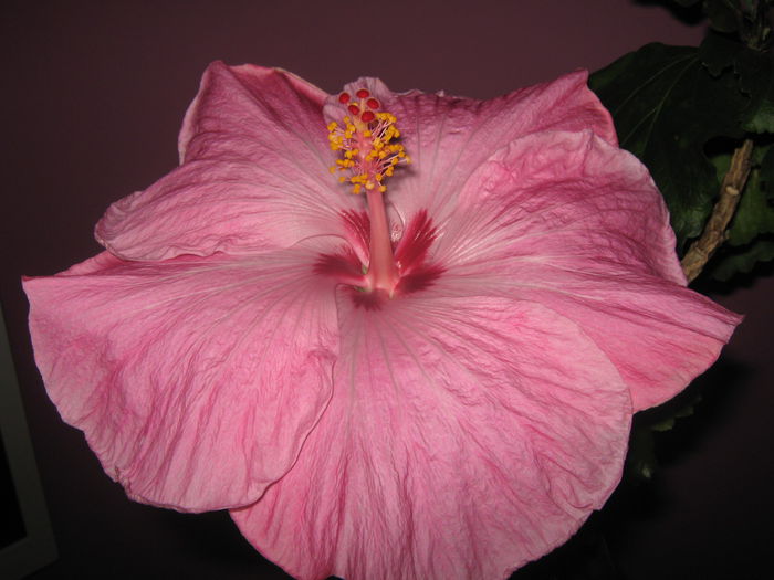 Picture My plants 2850 - HIBISCUS ALICE WOLFE