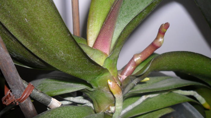 SAM_2592 - phalaenopsis