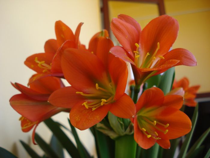 GT (3) - clivia in 2015