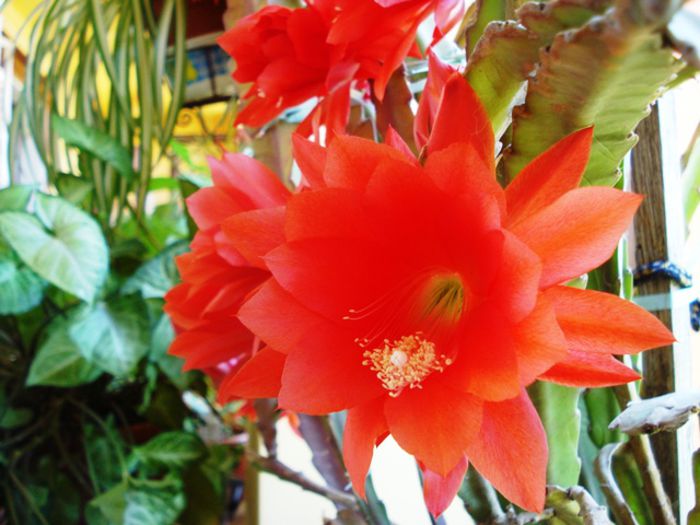 inflorind (1) - epiphyllum
