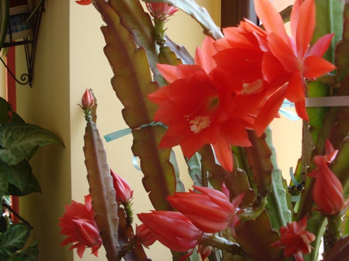 inflorind (4) - epiphyllum
