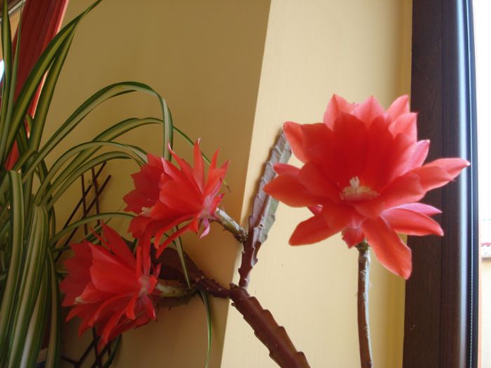 inflorind (5) - epiphyllum