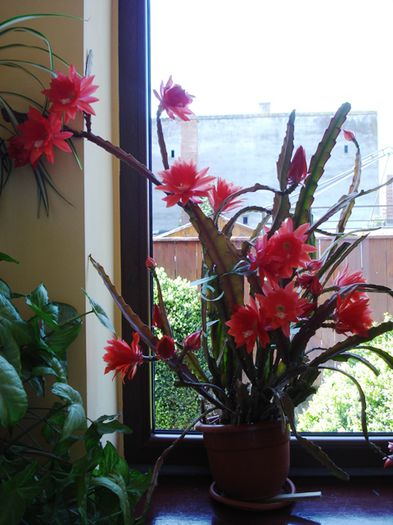 inflorind (6) - epiphyllum