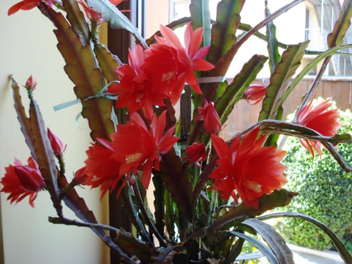inflorind (7) - epiphyllum