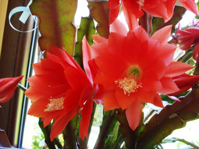 inflorind (8) - epiphyllum