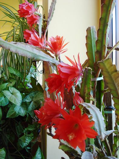 inflorind (9) - epiphyllum