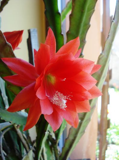 inflorind (10) - epiphyllum