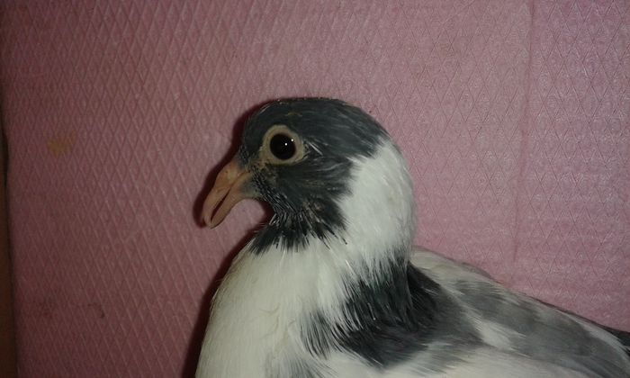 20150330_161831 - Rolleri de Odessa