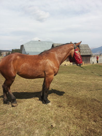 20150416_121224 - VAND IAPA DE 3ANI SI 8 LUNI VATRA DORNEI