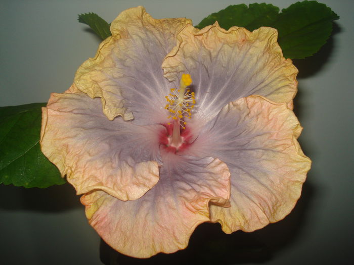 DSC09488 - Hibiscus Creole Lady