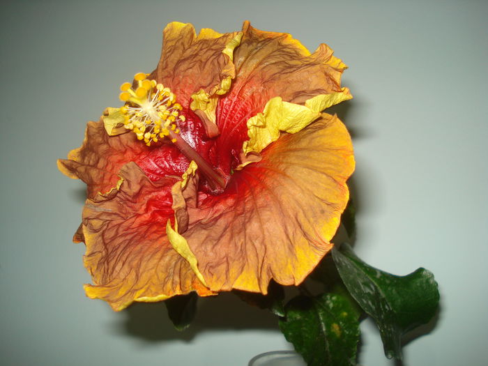 DSC00016 - Hibiscus Voodo Magic