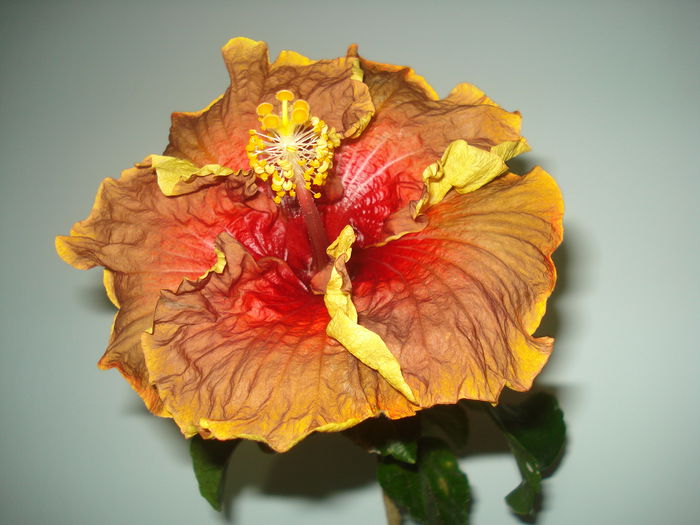 DSC00015 - Hibiscus Voodo Magic