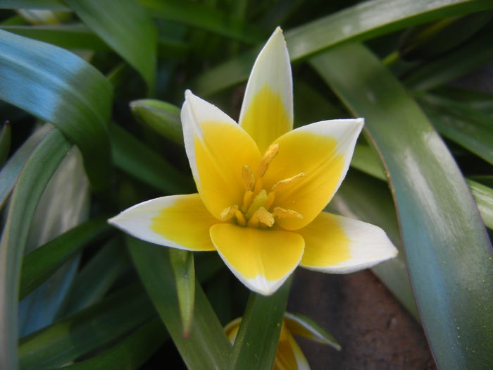 Tulipa Tarda (2015, April 11) - Tulipa Tarda